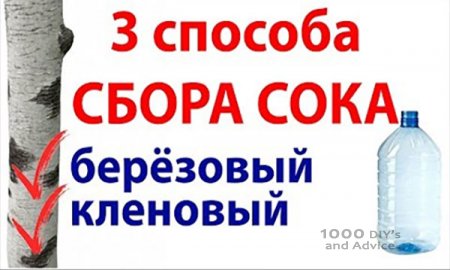 ТРИ СПОСОБА ЗАГОТОВКИ БЕРЁЗОВОГО СОКА