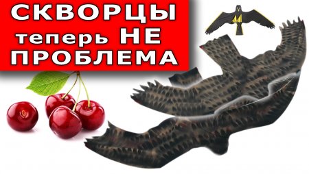 ПОЖАЛУЙ ЭТО ЛУЧШИЙ ОТПУГИВАТЕЛЬ ПТИЦ и 100% способ защиты ЯГОД от нашествия скворцов