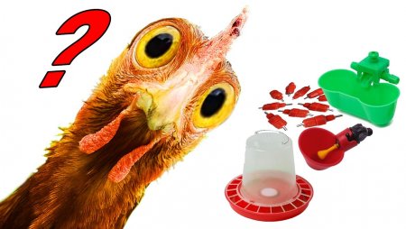 �� ��������� ������ ��� ���, ���� �� ���������� ��� �����